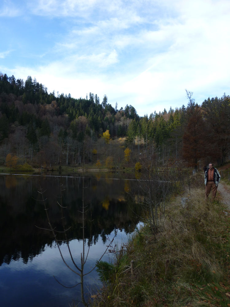 Junger Baum im Naturschutzgebiet Nonnenmattweiher im Schwarzwald