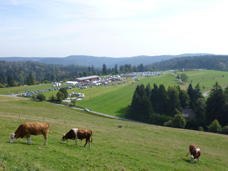 Aussicht Schwarzwald Landschaft K&uuml;he Weide und Weidefest