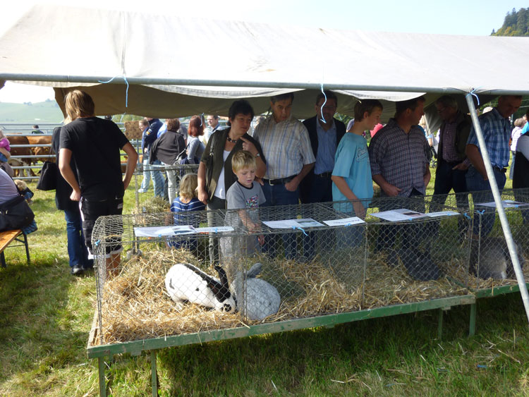 Hasen am Weidefest im Schwarzwald