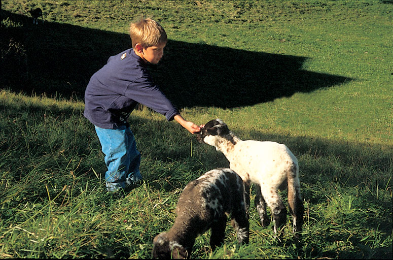Kind f&uuml;ttert Ziege im Schwarzwald