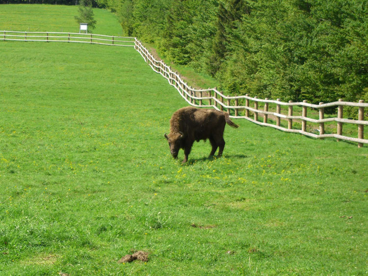 Wisent Weide